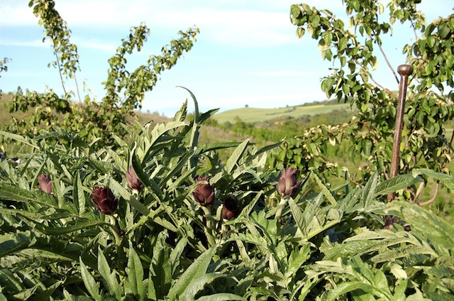 Organic garden picture