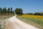 Road to Cunina 4