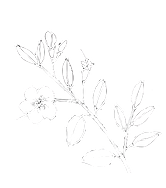 Myrtus apartment view