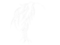 Salix emblem